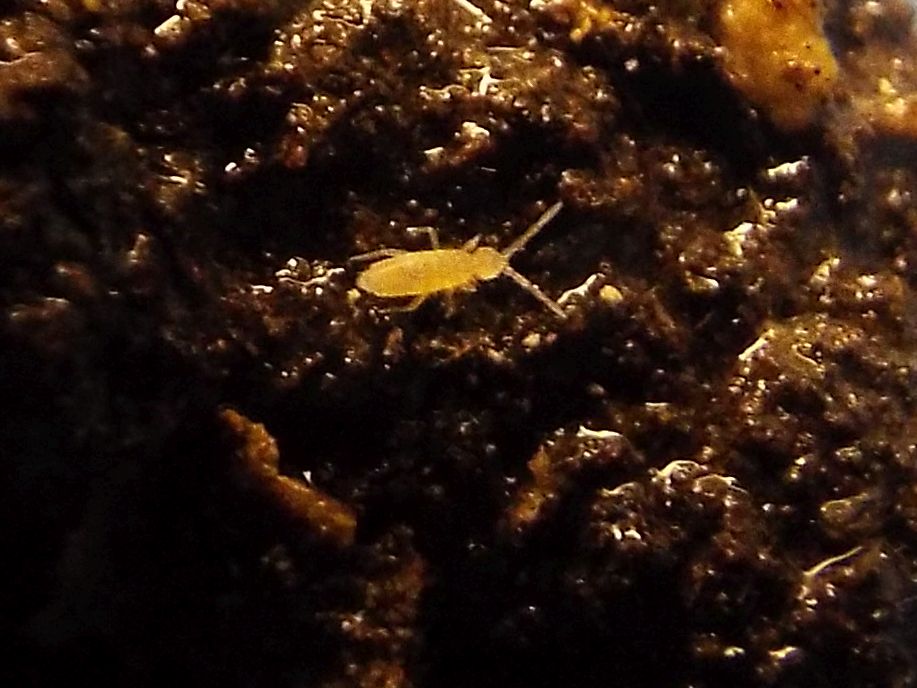 Collembola: Cyphoderidae o Entomobryidae?